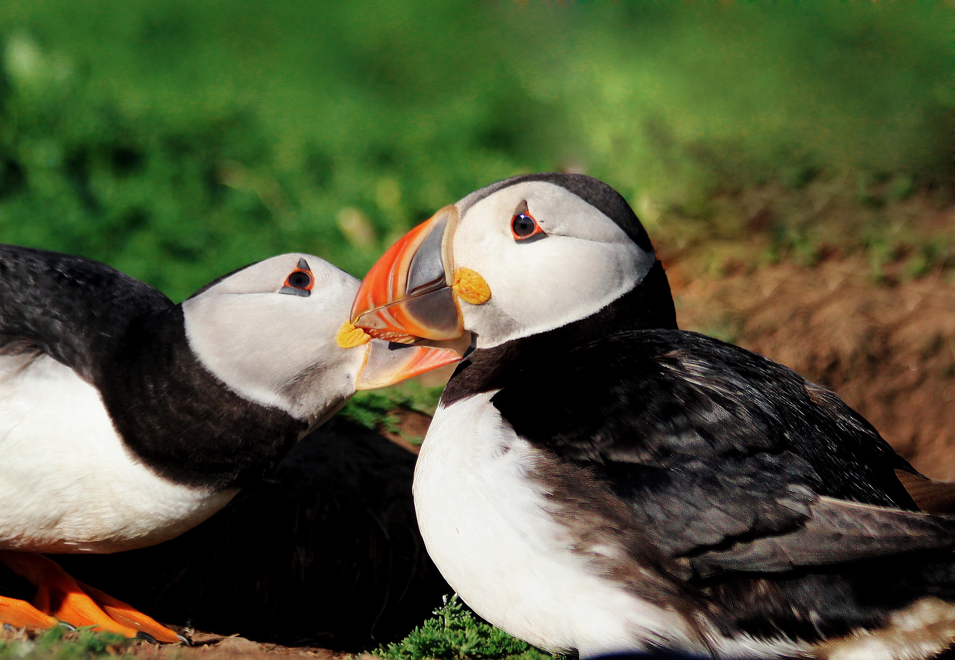 puffins-that-stay-close-to-their-partner-during-migration-have-more